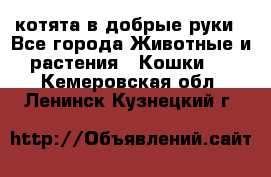 котята в добрые руки - Все города Животные и растения » Кошки   . Кемеровская обл.,Ленинск-Кузнецкий г.